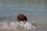 LABRADOR 1099